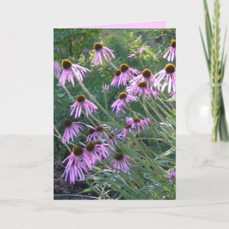 Hälsningkort - Coneflowers Kort