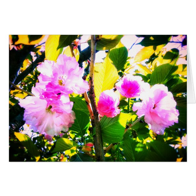 HÄLSNINGKORT FÖR FEM KÖRSBÄRSRÖTT BLOMMAR OBS KORT (Framsidan Horizontal)