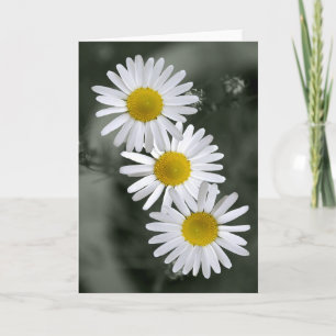 Hälsningkort för tre daisy kort