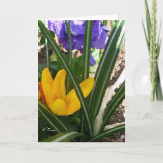 HälsningKort-Krokus och Pansies Kort