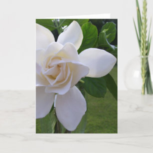 Hälsningkort - naturligt ursnygg Gardenia Kort