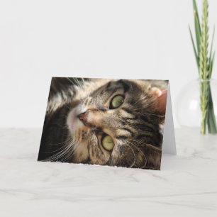 Hälsningkort - Sunning av katten Kort