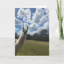 hälsningskort för lama (hej inuti)