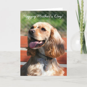 hälsningskort för Lycklig Cocker-spaniel Kort