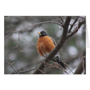 hälsningskort för Vår Robin