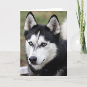 hälsningskort husky kort