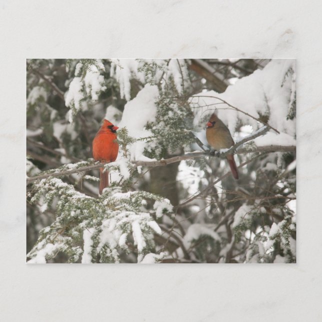 Hälsningskort Vykort (Framsida)