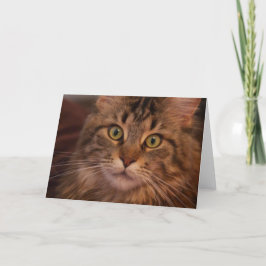 Hälsointyg för maine Coon Kort