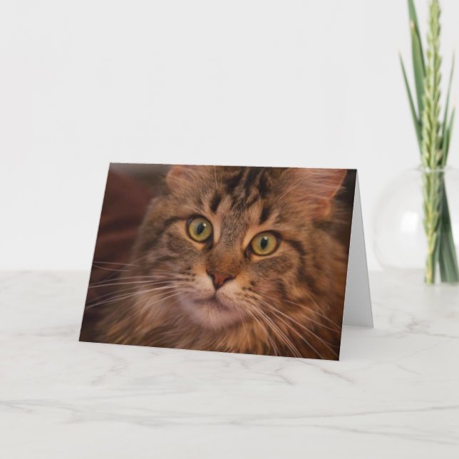 Hälsointyg för maine Coon Kort (Framsida)
