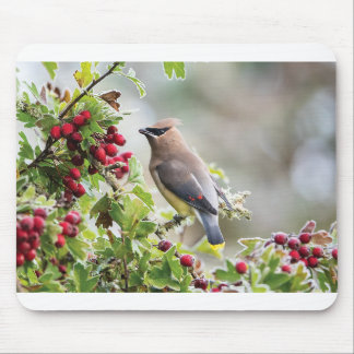Hälsointyg för vilda djur - Cedar Waxwing Musmatta