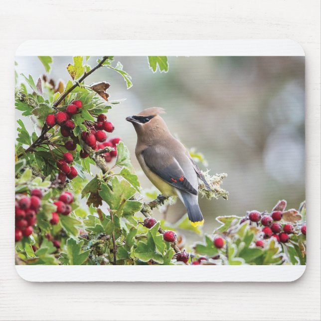 Hälsointyg för vilda djur - Cedar Waxwing Musmatta (Framsidan)