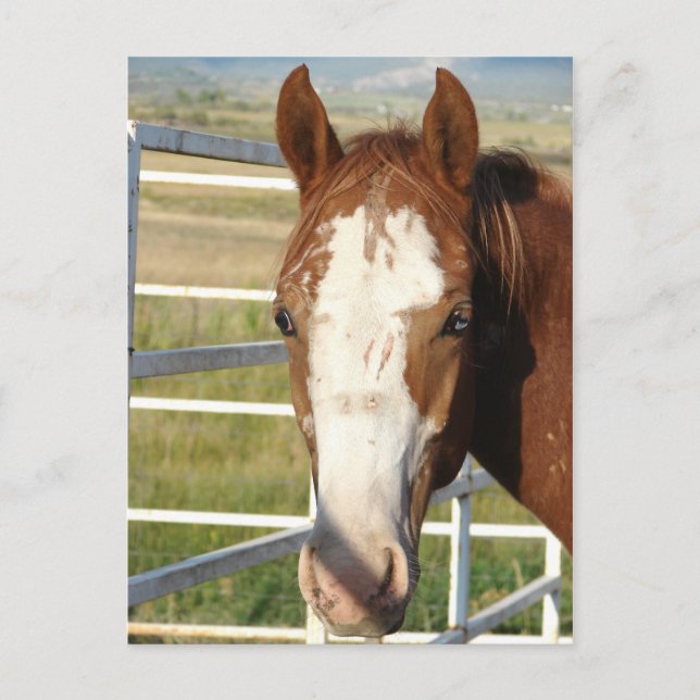 Halter Free Vykort (Framsida)