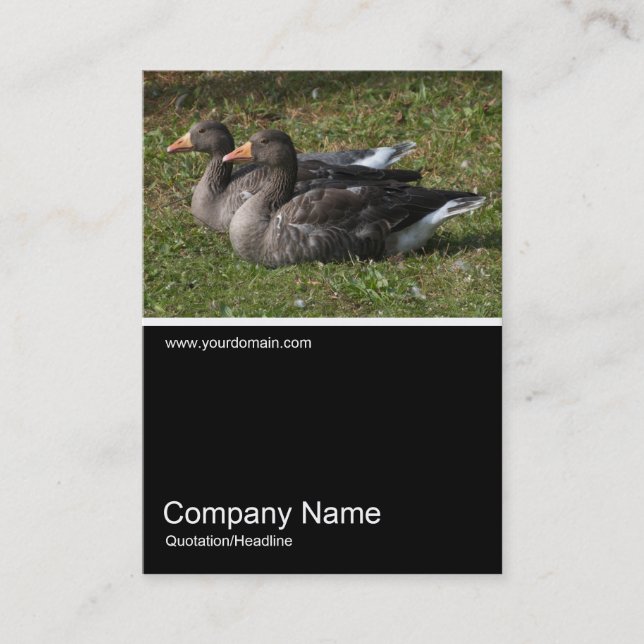 Halv&foto 0242 - Greylag Geese Visitkort (Framsida)