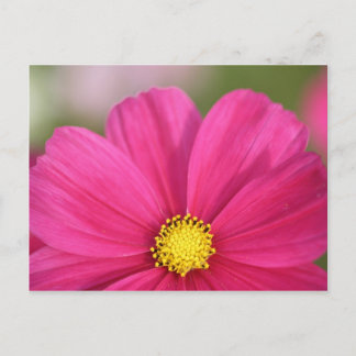 Halva en skönhet vykort