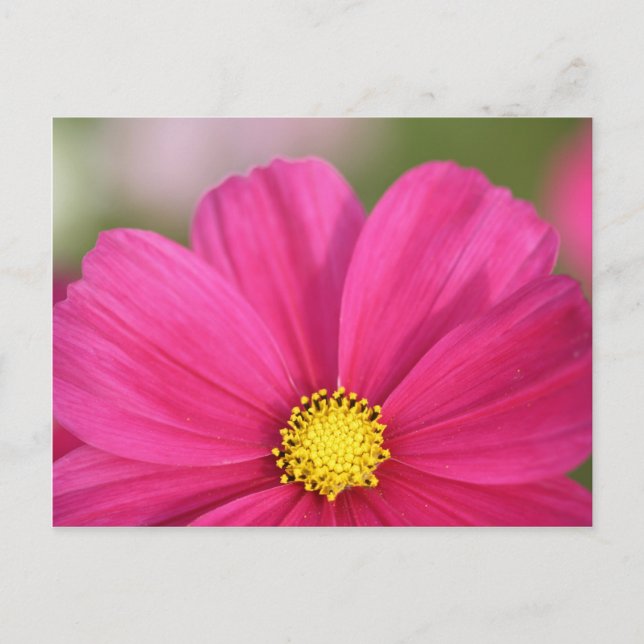 Halva en skönhet vykort (Framsida)