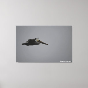 Halva Måne Bay Fierce Pelican III - Wrapped Canvas