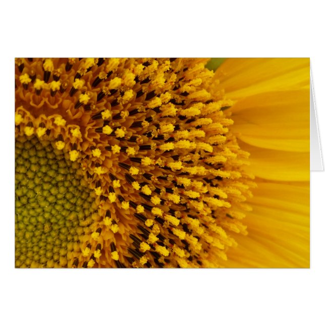 halvcirkel hälsningskort (Framsidan Horizontal)