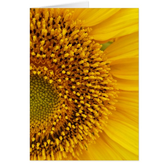 halvcirkel hälsningskort (Framsidan)