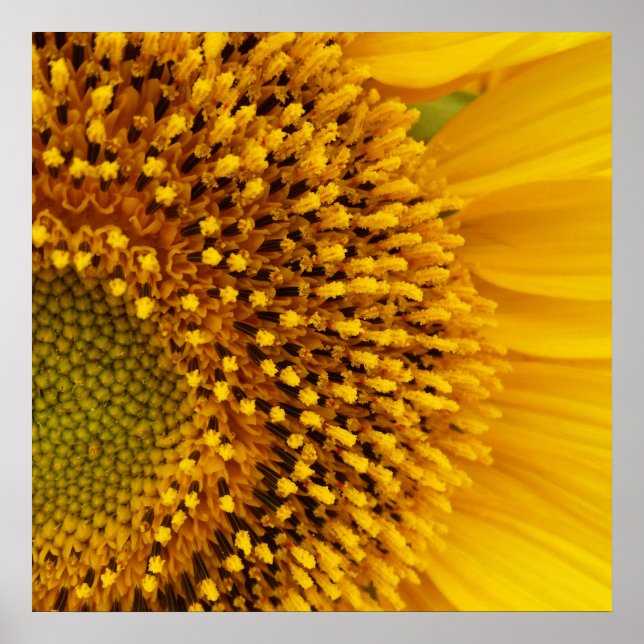 halvcirkel poster (Framsidan)