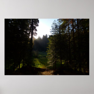 Halvmåneängens morgon vid Sequoia National Park Poster