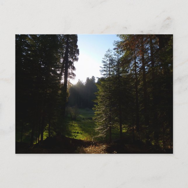 Halvmåneängens morgon vid Sequoia National Park Vykort (Framsida)