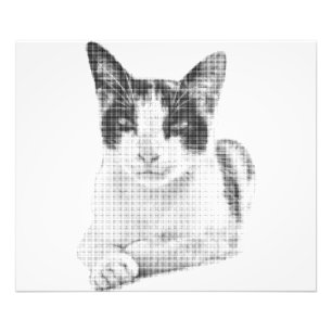 Halvton Katt Fototryck