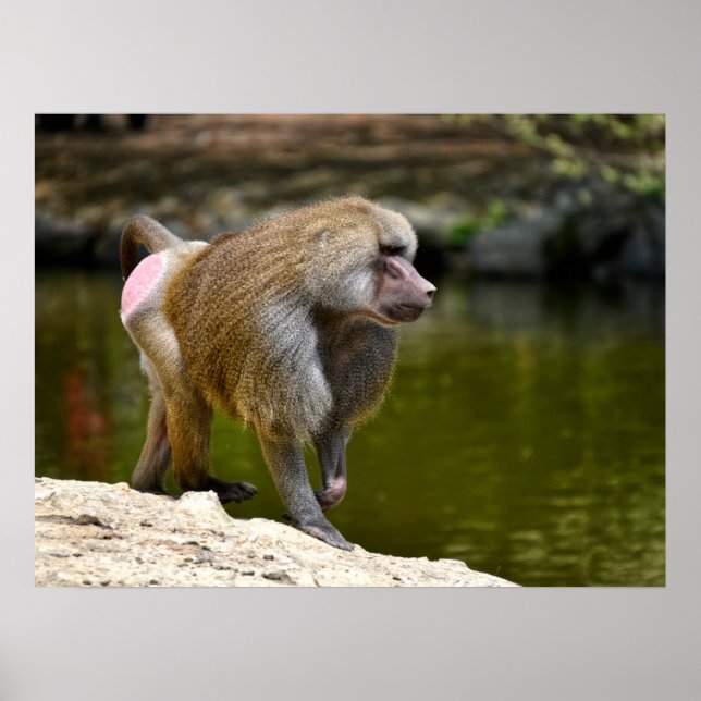 Hamadryas baboon som går på helgdag postbil poster (Framsidan)