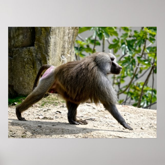 Hamadryas baboon som går på marken poster (Framsidan)
