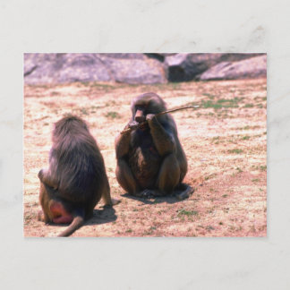 Hamadryas Baboons gnawing bark från stick Vykort
