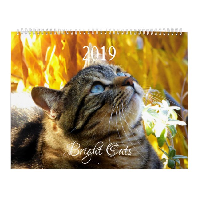 HAMbWG - Bright Cats Calendar Kalender (Omslag)