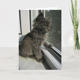 HAMbWG - gratulationskort - Inomhus i Kattunge Kort