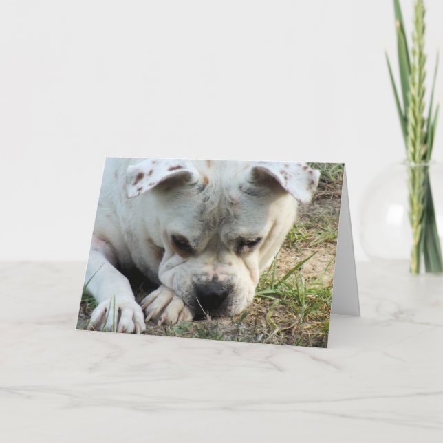 HAMbWG - gratulationskort - Ledsen Doggy Kort (Framsida)