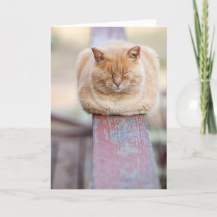 HAMbWG - Greeting Card - Katt på järnväg Kort