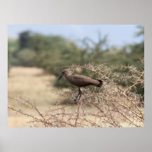 Hamerkop i Thorns - Poster av afrikansk fågel
