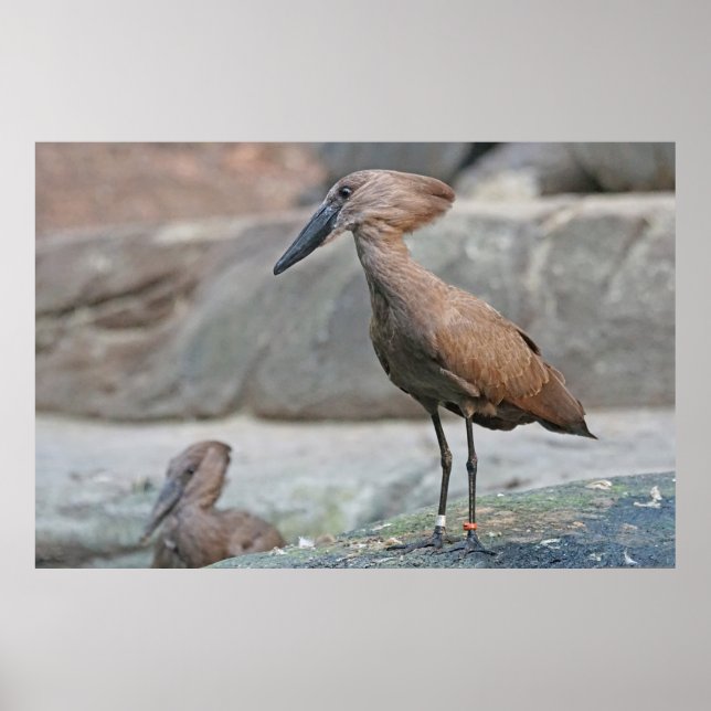 Hamerkop (Scopus umbretta) Poster (Framsidan)