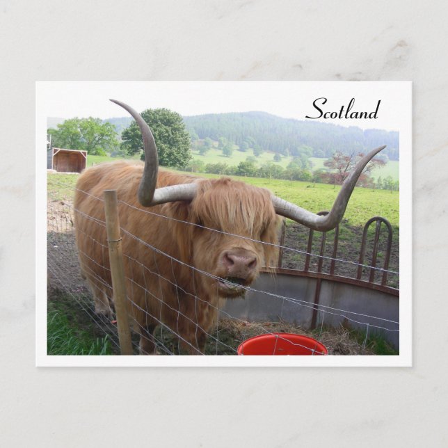 Hamish the Hairy Coo, Skottland Vykort (Framsida)