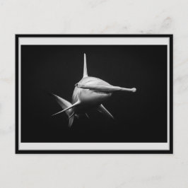 Hammer head shark BW 002 Carte postale ハンマーヘッド Vykort