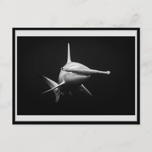 Hammer head shark BW 002 Carte postale ハンマーヘッド Vykort (Framsida)