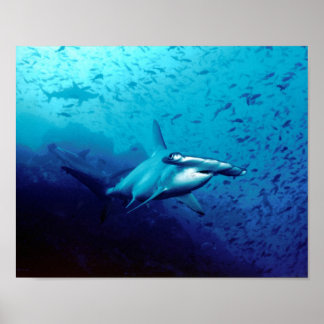 Hammerhead Shark Animal Simma Destiny's Destiny Poster