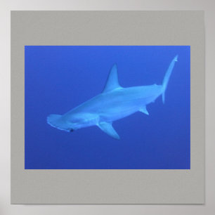 Hammerhead Shark Fish Simma Grått Grått Guy Gal Poster