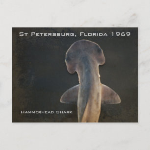 Hammerhead Shark Florida Postcard Vykort