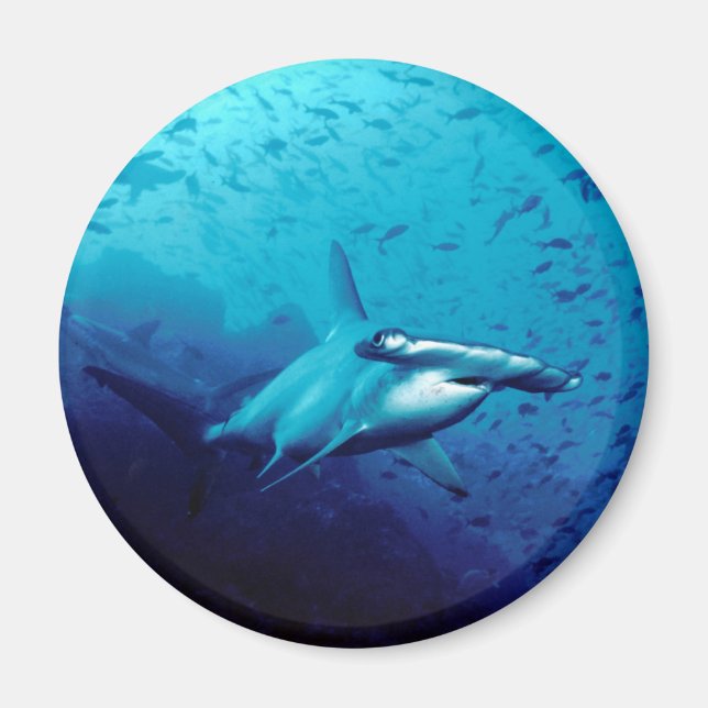 Hammerhead shark magnet (Framsidan)