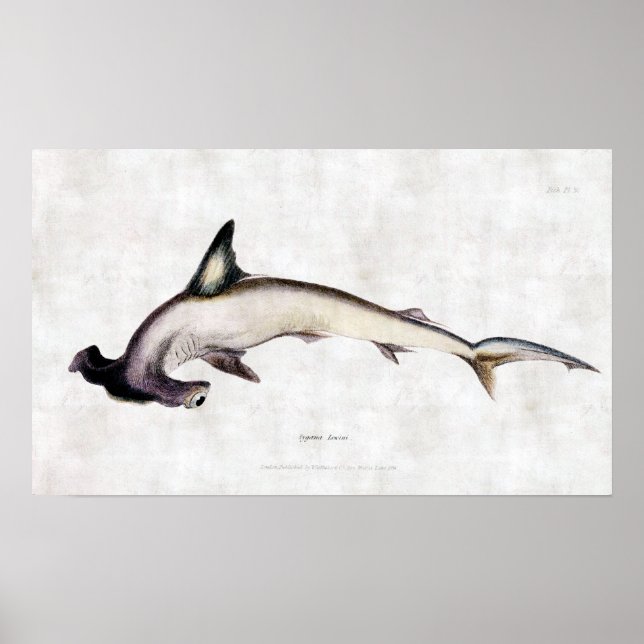 Hammerhead Shark Poster (Framsidan)