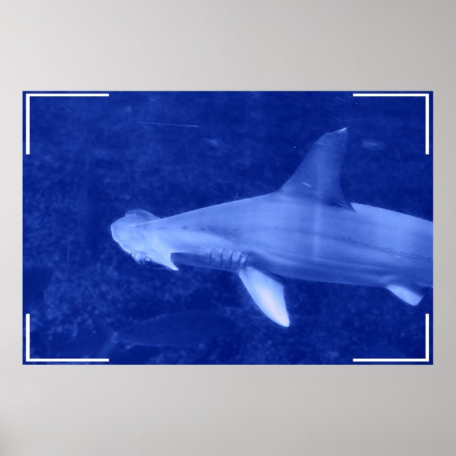 Hammerhead Shark Poster (Framsidan)