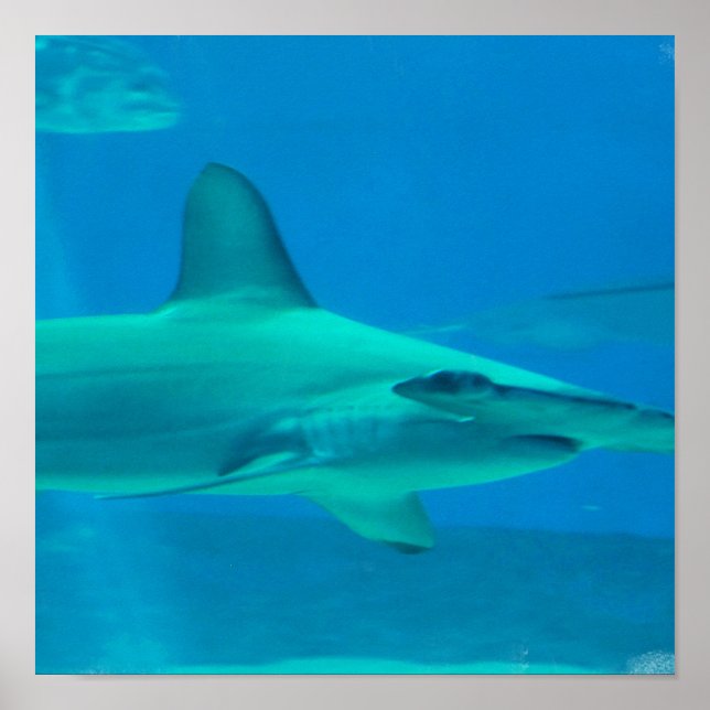 Hammerhead Shark Underwater Poster (Framsidan)