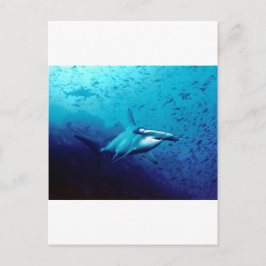 Hammerhead shark vykort