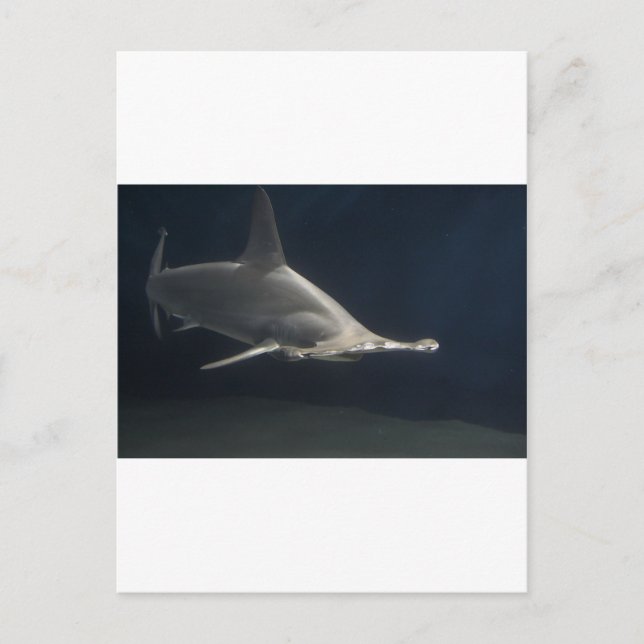 Hammerhead Shark Vykort (Framsida)