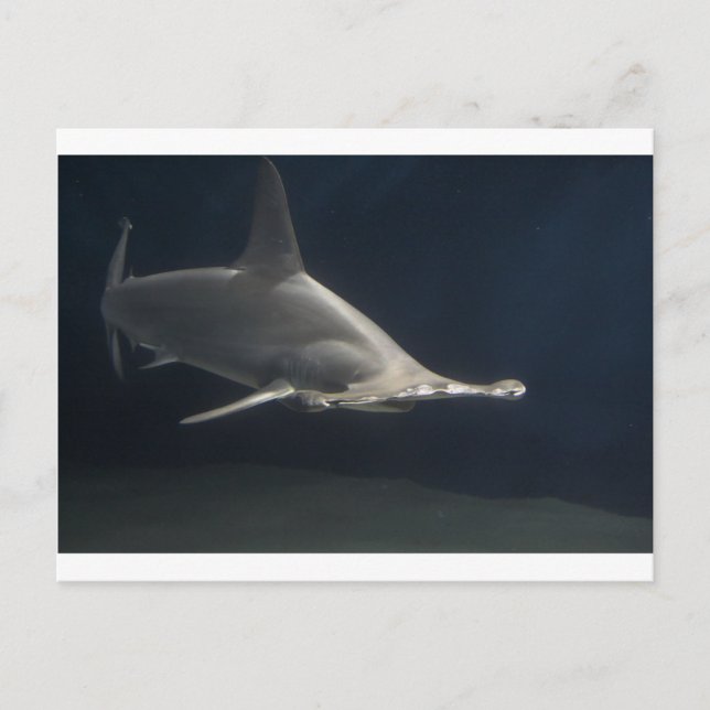 Hammerhead Shark Vykort (Framsida)