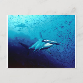 Hammerhead shark vykort