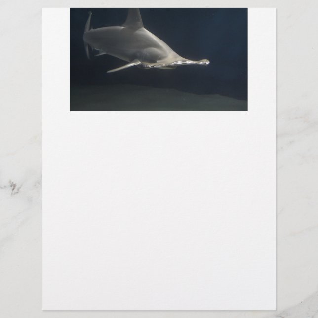 Hammerheadhaj (Framsida)